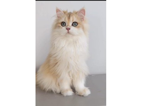 Blh 6 aylık erkek british longhair