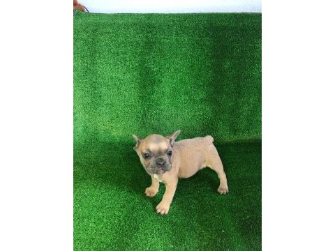 Blue fawn french bulldog bebeğimiz yeni yuvasını arıyor
