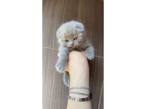 Lilac scottish sıfır kulak kalite scottish fold
