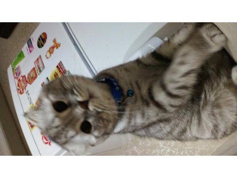 Dünyalar tatlısı ponçiğim scottish fold