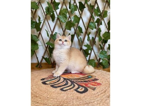Ny12 dişi irina british shorthair golden