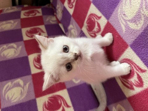 British shorthair bebek kediler