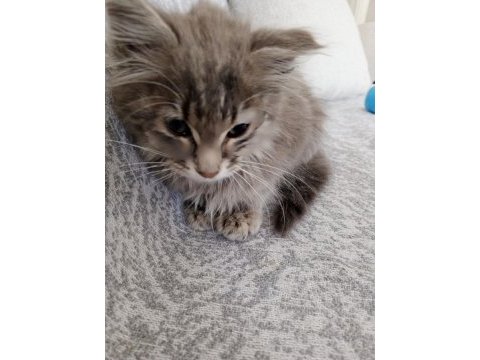 Sokağa terk edilmiş minik kedimiz için acil yuva