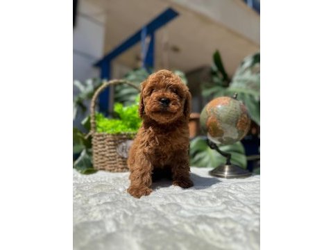 Kore teacup erkek red brown sağlık garantili yavrular