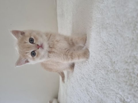 Safkan british shorthair golden renk yavrular