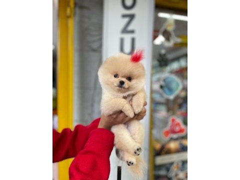 Pomeranian boo köpeği