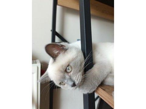 Safkan british shorthair blue point