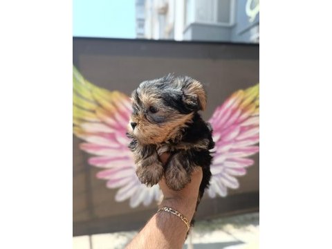 Teacup yorkshire erkek