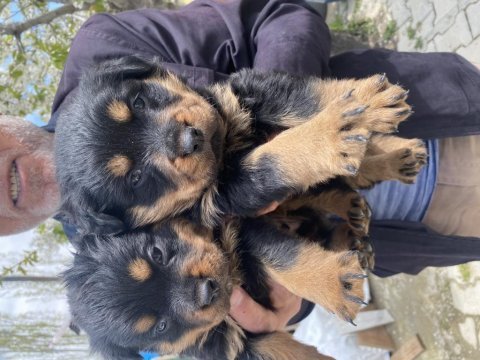 Üst vasıf rottweiler bebekler