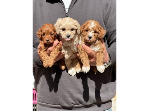Irk ve sağlık garantili poodle