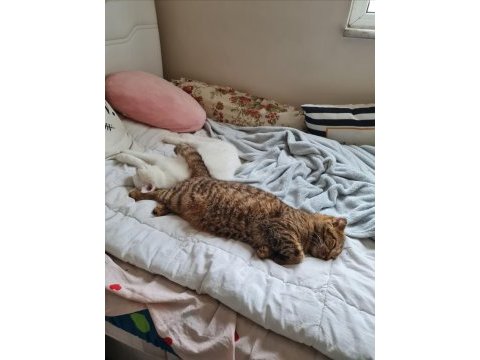 Scottish fold british shorthair uyguna sahiplendirme