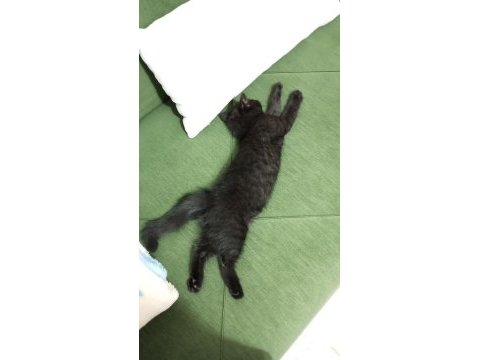 British shorthair kedimiz gece