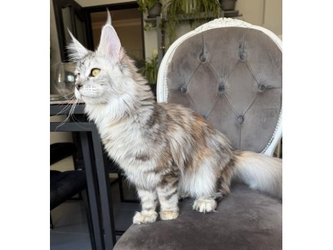 Maine coon xxxl polydactyl dişi sılver 66/66