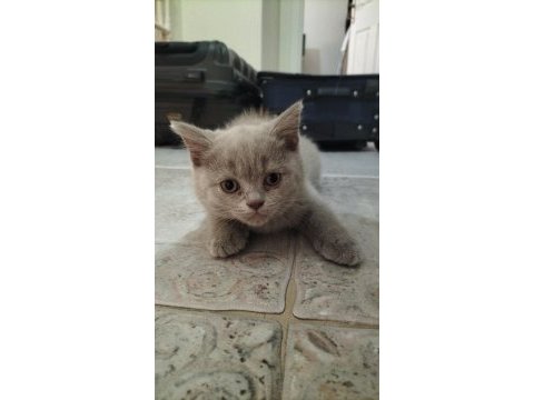 3 adet british shorthair ve fold melezi yavru kedi acil