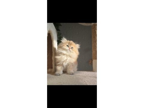 Orijinal safkan british longhair dişi yavru