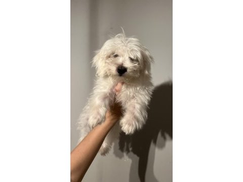 Maltese erkek köpeğimiz