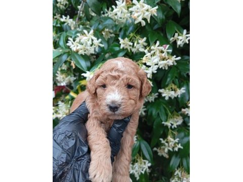 Irk ve sağlık garanti poodle yavrularımuz