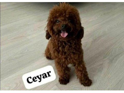 Kore toy poodle