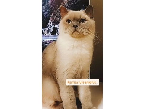 British shorthair kızımıza yuva arıyoruz