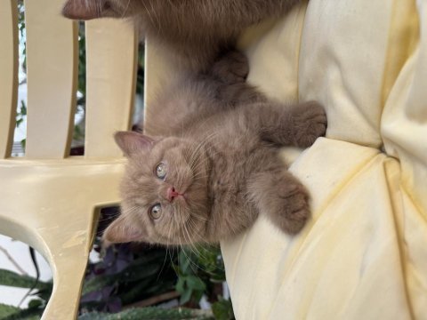 Cinnamon british shorthair