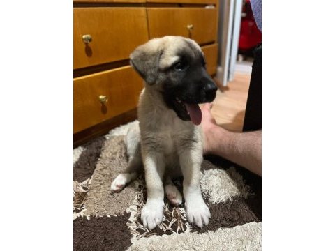 Yeni doğmuş kangal yavruları