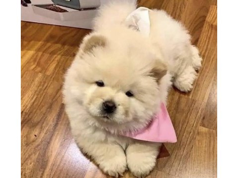 Orjinal çiftlikten chow çok uygun açıklamayı oku
