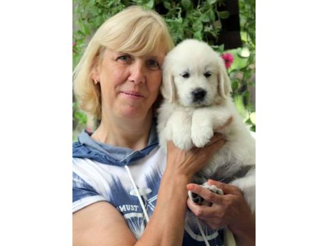 Golden retriever adrese teslim kapıda ödeme yapabilirsiniz