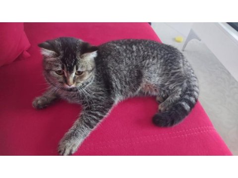 Tabby british shorthair 6 aylık