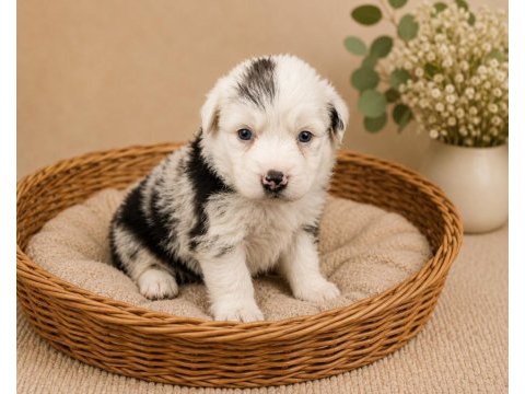Zeka küpü border collie yavruları