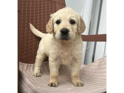 A kalite golden retriever yavruları