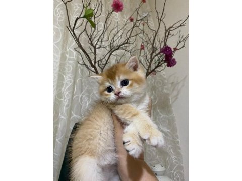 Çekirdek ailesine bir can kedi katmak isteyenler burada mı