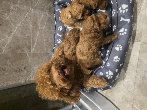 Anne ve 4 yavrusu ve 8 aylık kore erkek poodle