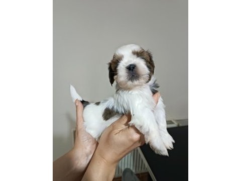 Yetiştirici aileden show lıne shih tzu yavruları