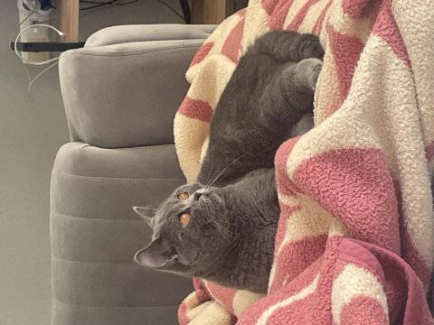 Dişi british shorthair