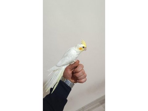 Sultan papağanı yavru kuşumuz