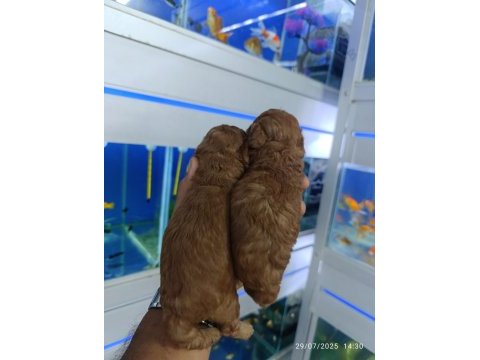 Red brown toy poodle bebekler