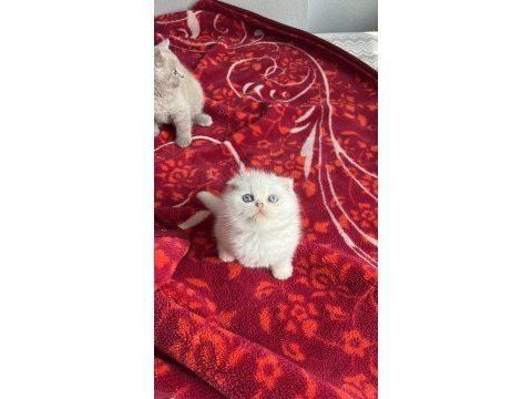 Scottish fold lekesiz beyaz erkek