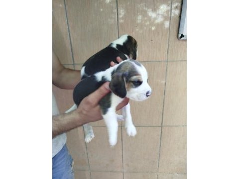 Beagle yavrularımız