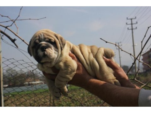Sitenin dedikodusu bulldog ponçiklerim