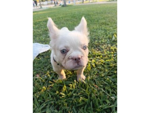 French bulldog yavruları