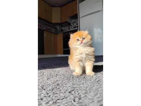 Safkan british longhair aslan oğlana yuva arıyorum