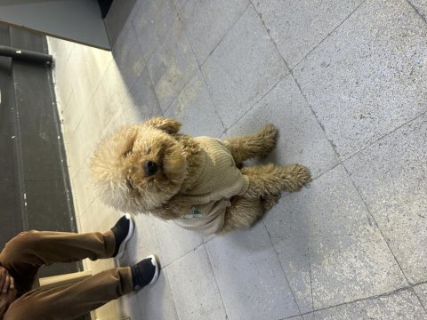 Köpeğimize çitfleşmek için eş arıyoruz