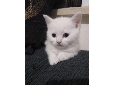 Minik british shorthair kediler