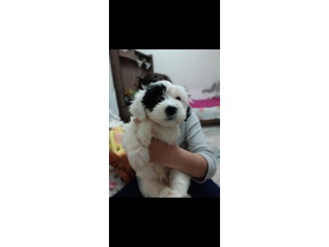 Terier malta maltese maltipoo sıfırboy
