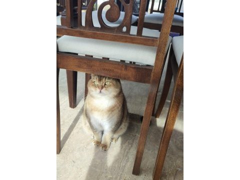 İki şahane golden shaded british shorthair