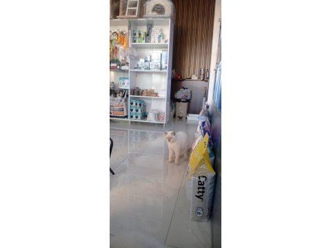 British shorthair kedisi