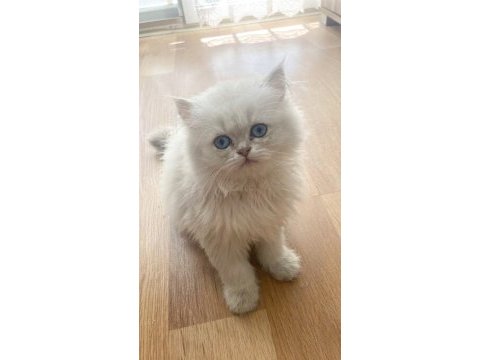 Kaliteli british longhair bebekler