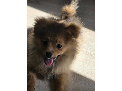 Saf pomeranian erkek yavru