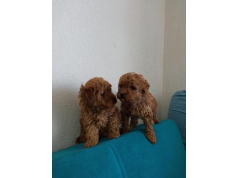 Orjinal red toy poodle yavrular fethiye