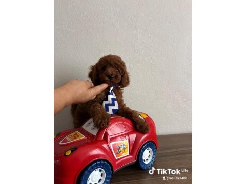 Toy poodle yavrular